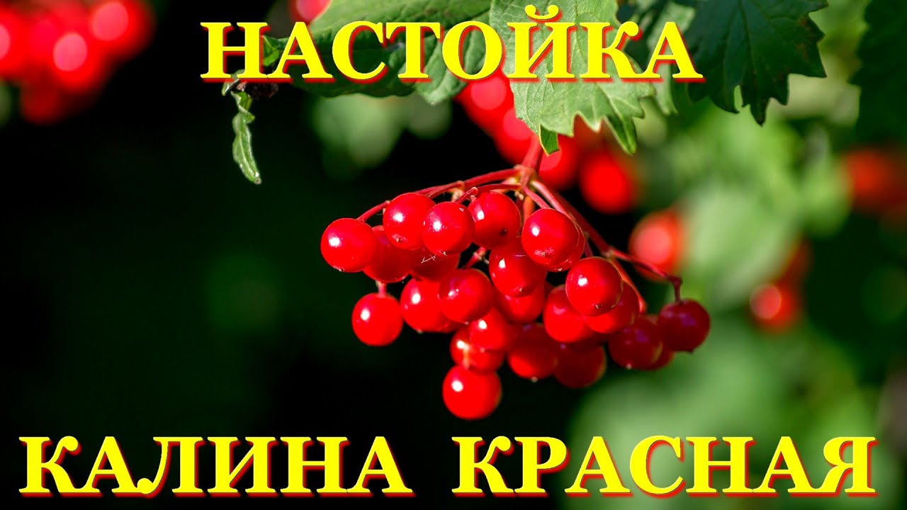 #58 Настойка КАЛИНА КРАСНАЯ (Калиновка) - не для всех вкусно, но каждому полезно