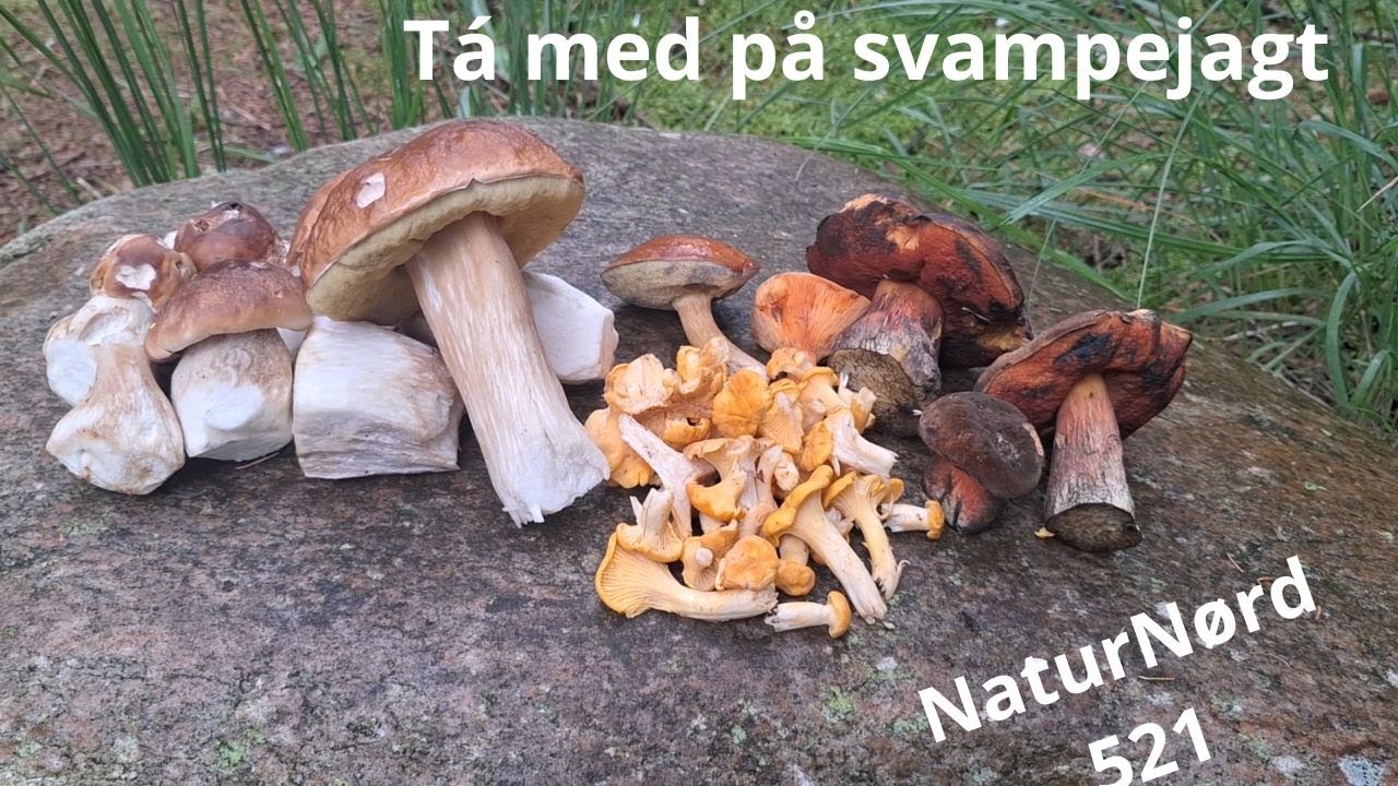 DE GODE SPISESVAMPE.. SVAMPESÆSONEN ER SKUDT IGANG.