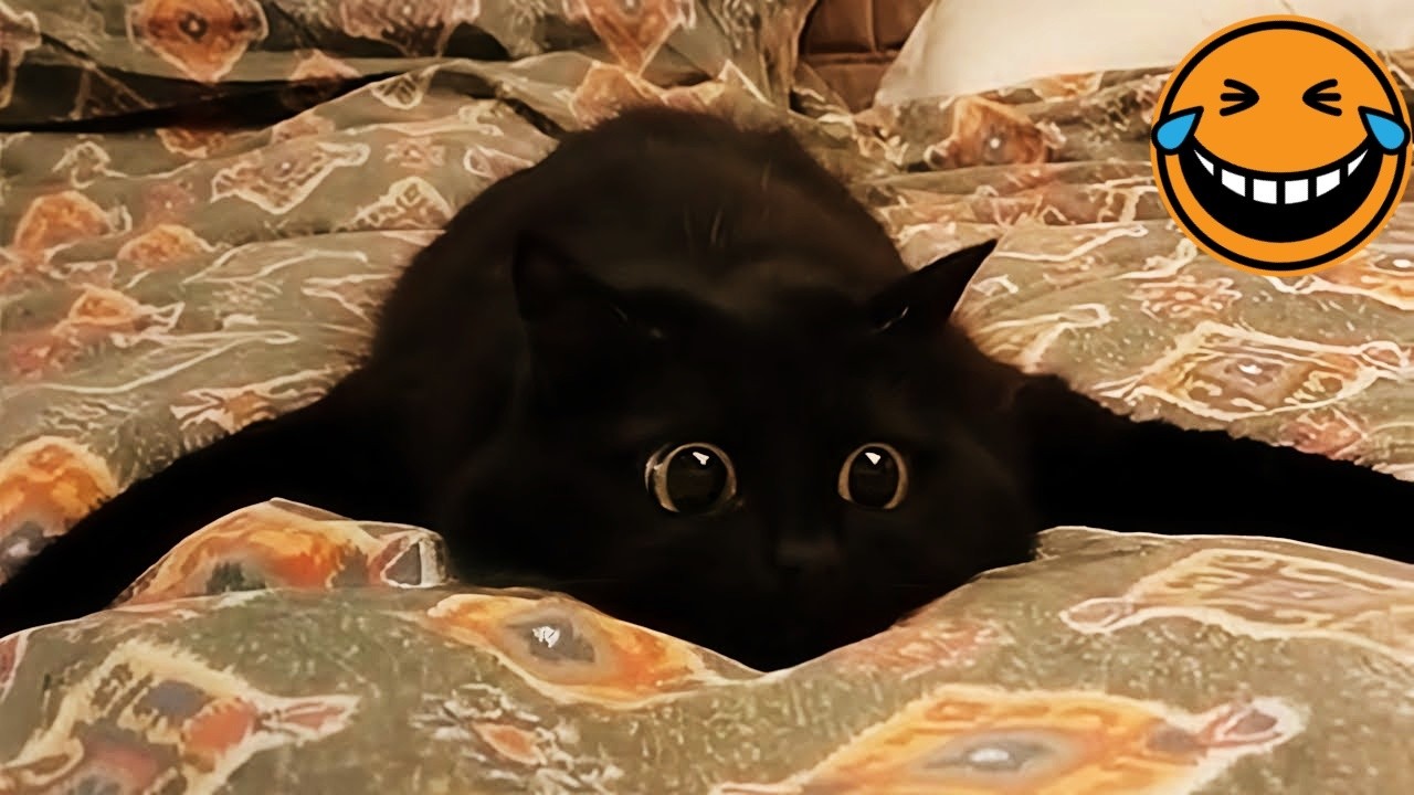 Try Not To Laugh 🧅 Funniest Cats & Dogs 😻 Funny Animals