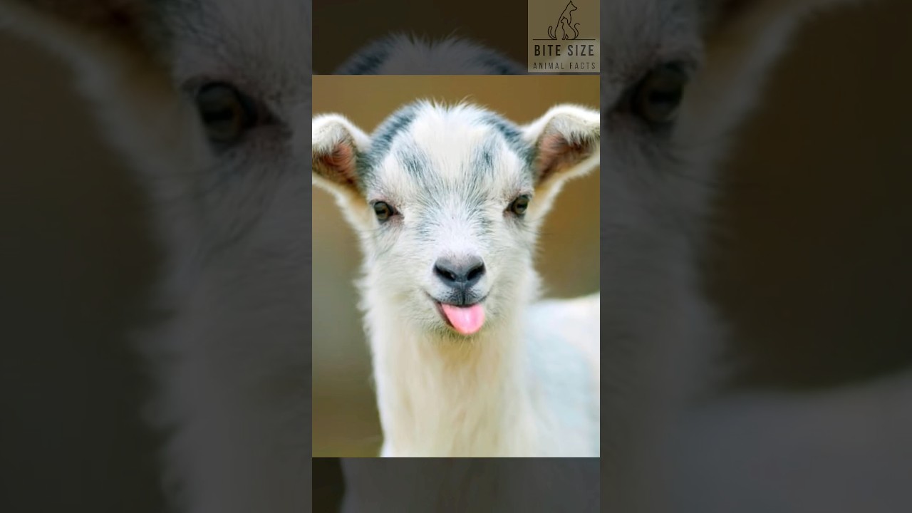 🐐 Meet the Mini Marvels: Pygmy Goats and Their Surprising Secrets! 🌟