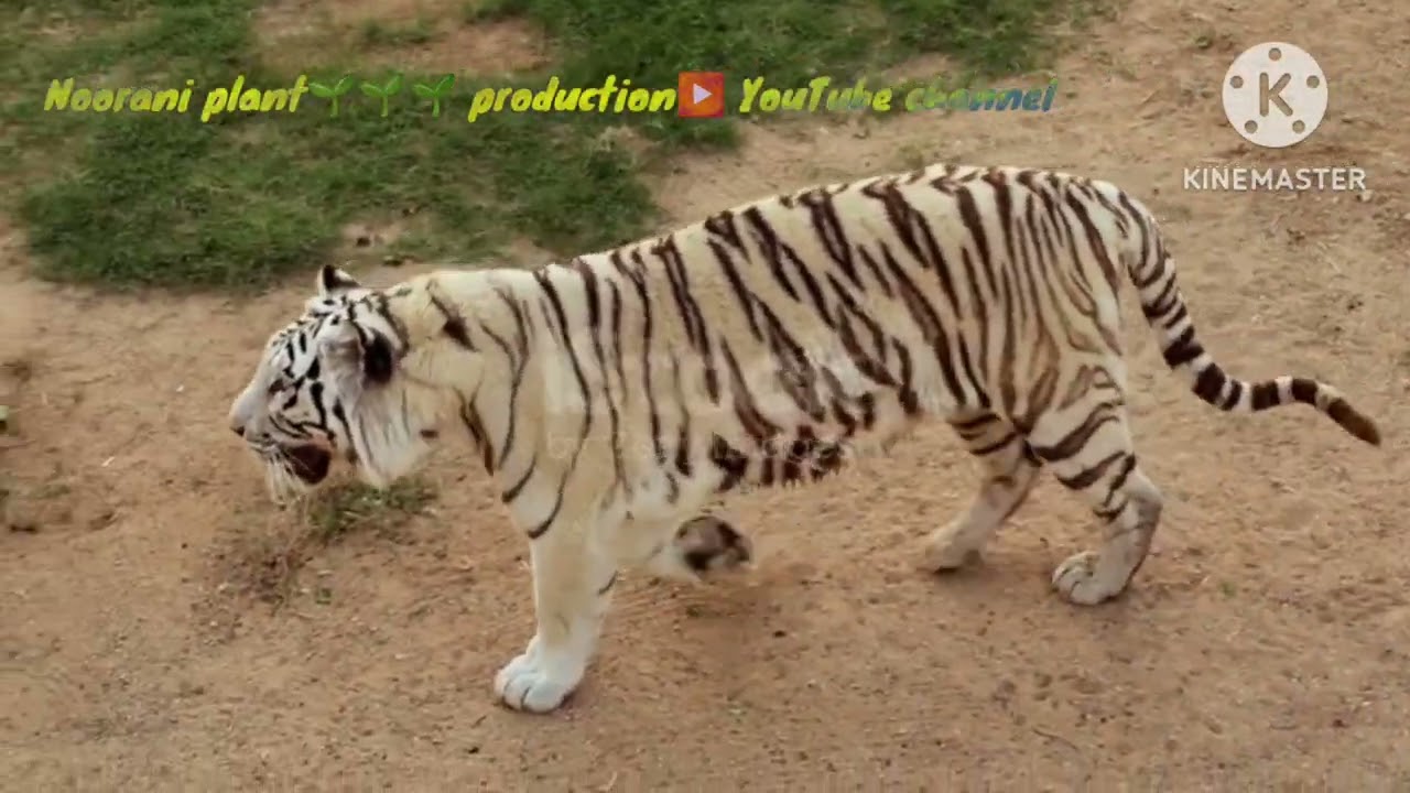 The White Bengal tiger🐅🐯