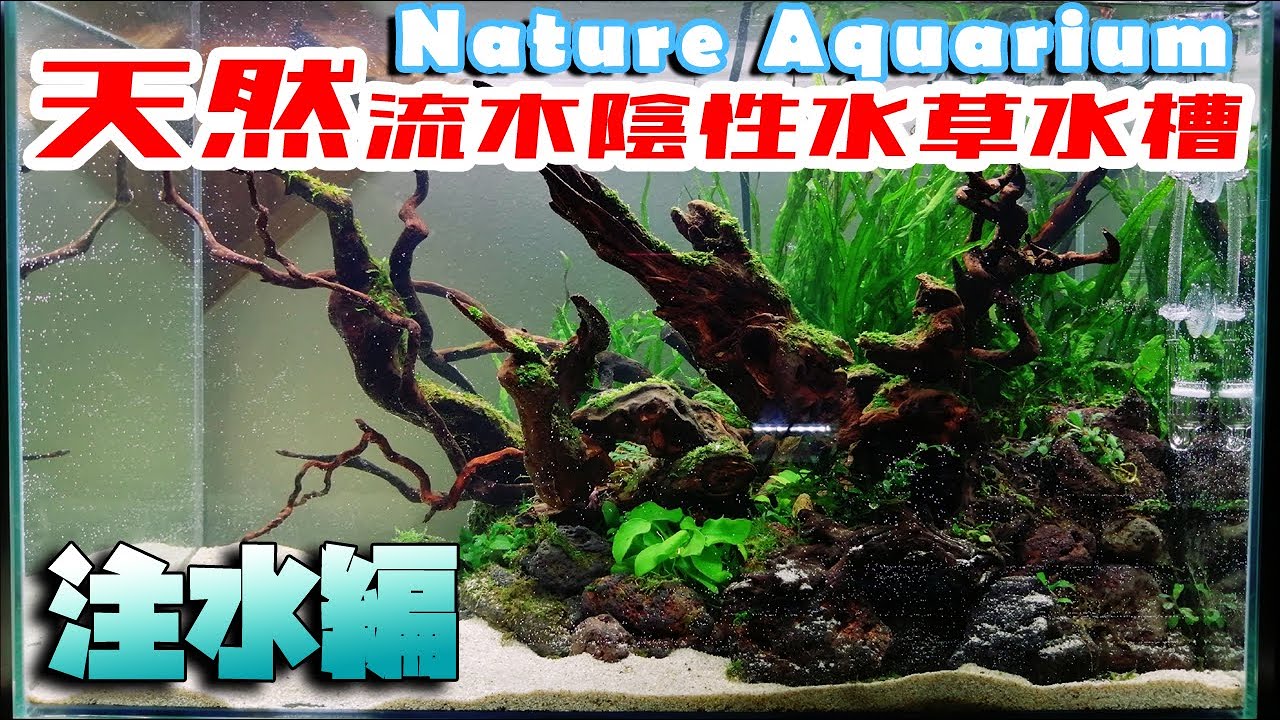 流木ネイチャーアクアリウムレイアウト/陰性水草/沖縄流木/ブランチウッド/ADA/ネイチャーアクアリウム