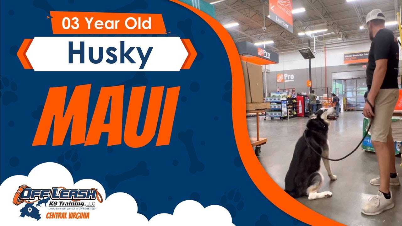 3 Y.O. Husky | Maui | Best Dog Trainers | Virginia |