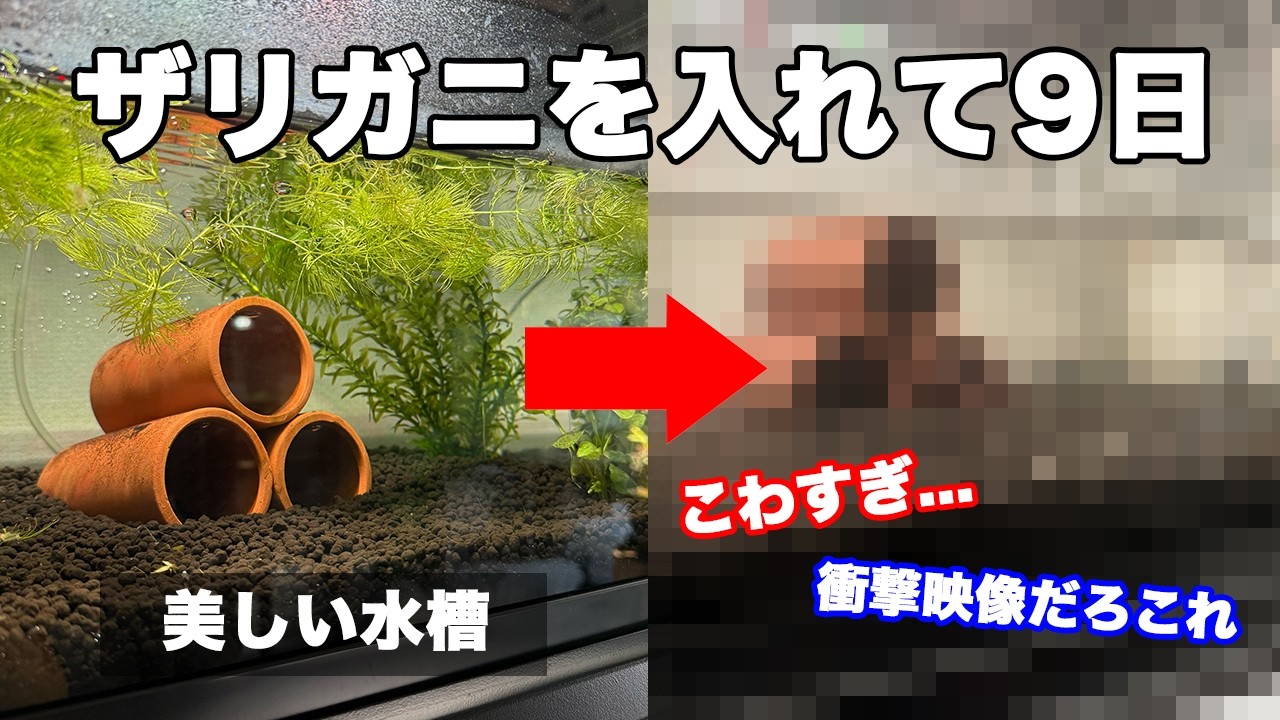 【実験】水草がきれいな水槽にザリガニを入れた結果