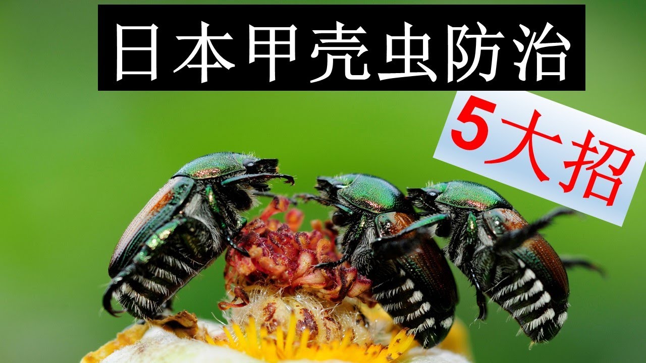 日本甲壳虫防治5大招！只需2-3招，院子里的日本甲壳虫大大减少！