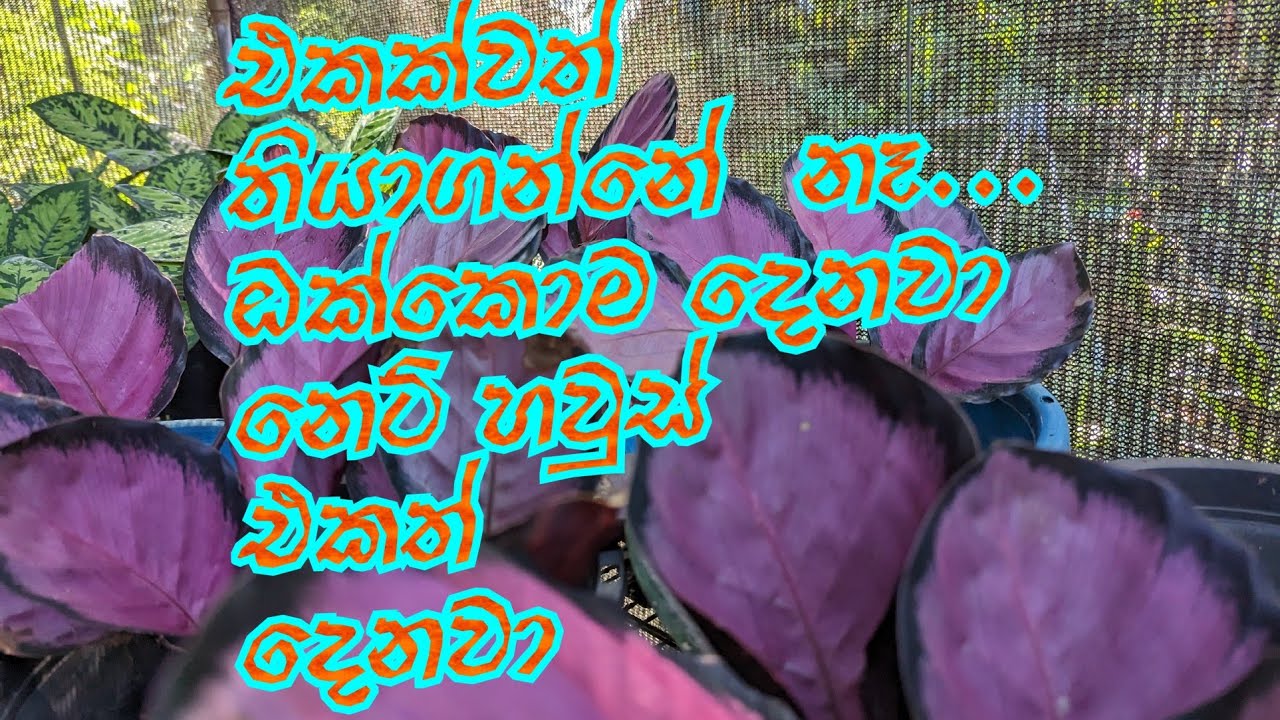 නෙට් හවුස්  එකත් .මල් පැලත් ඔක්කොම  දෙනවා