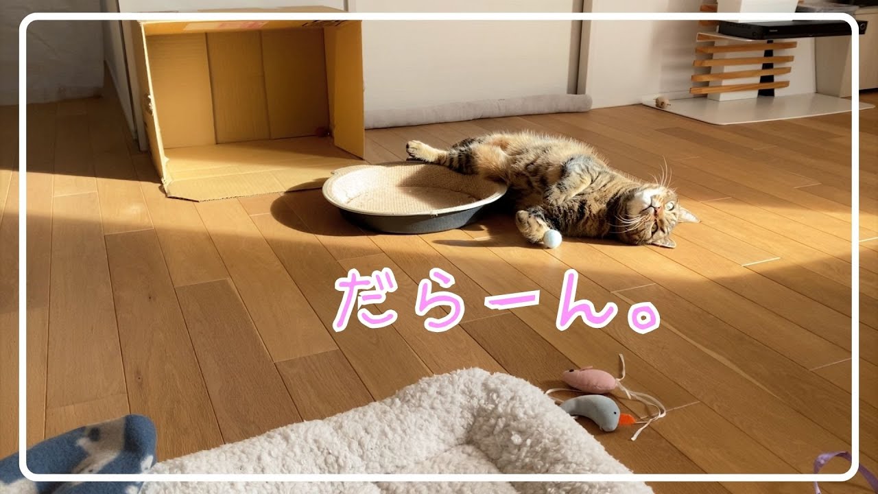 【ほっけ】これぞネコ！って感じの遊び方。【アメショ】#猫