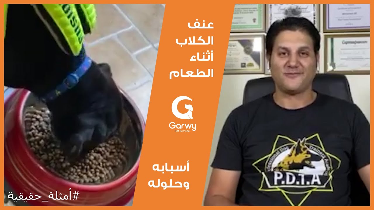 جرو كين كورسو بيهاجم صاحبه لما بيقرب من أكله - حلقة وصل مع جروي