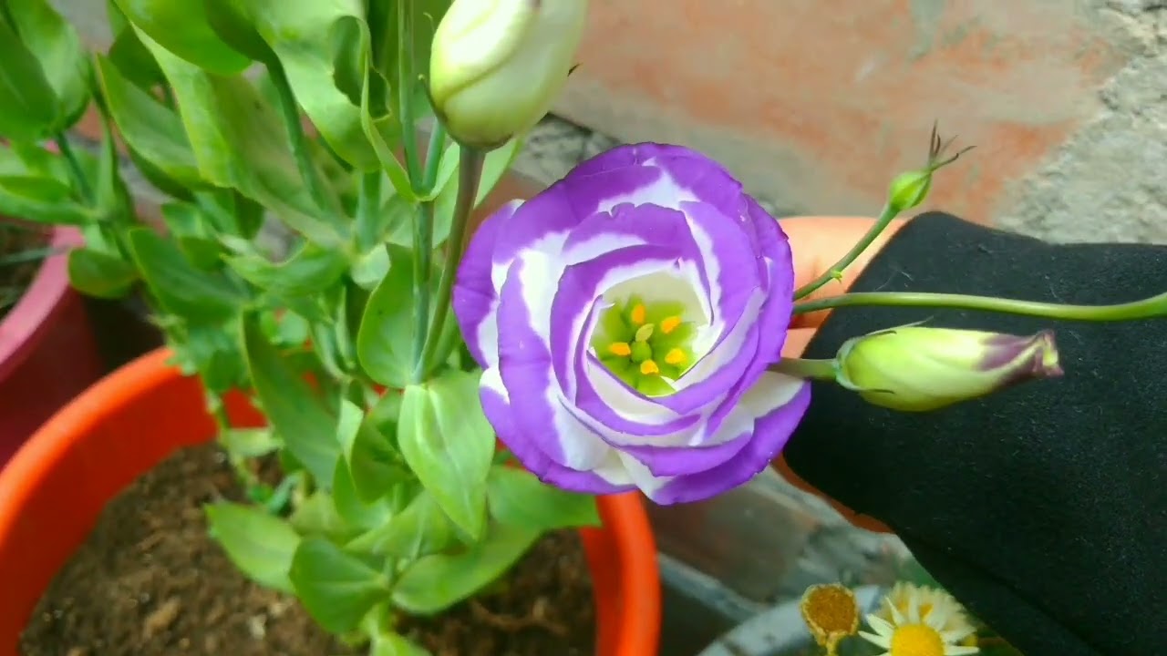 Flor Lisianthus en maceta  y  sus cuidados.