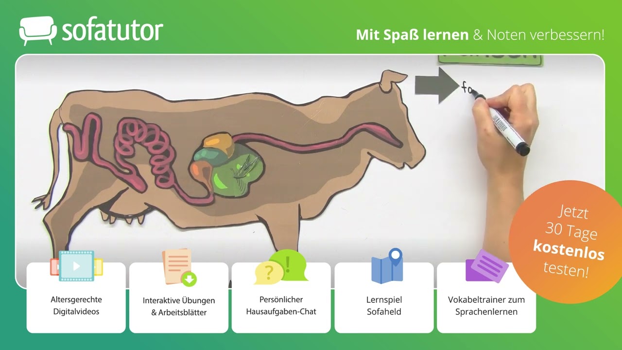 Das Rind &ndash; ein Wiederk&auml;uer einfach erkl&auml;rt &ndash; Biologie 5. & 6. Klasse