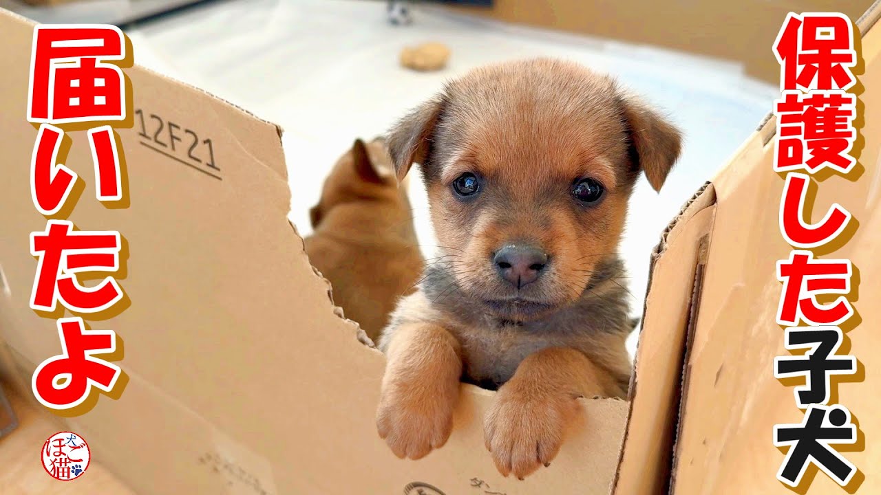 【保護犬  子犬】保護した子犬、届いたよ＋おまけコーナー
