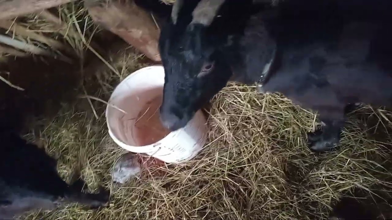 Video la animale pe o vreme rea .🐕🐖🐐🦃🐓🐔🦆🕊 