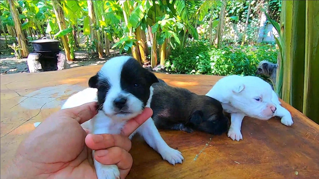 Chó Con Dễ Thương _ Thông Minh #xunane #chocon #chocondethuong #choconthongminh #dogs #dog #cutedog