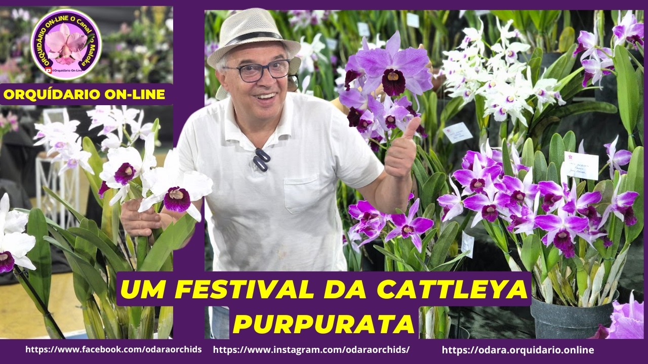 Festival de Cattleya (Ex-Laelia) Purpurata: Um Show de Variedades de Cores da 