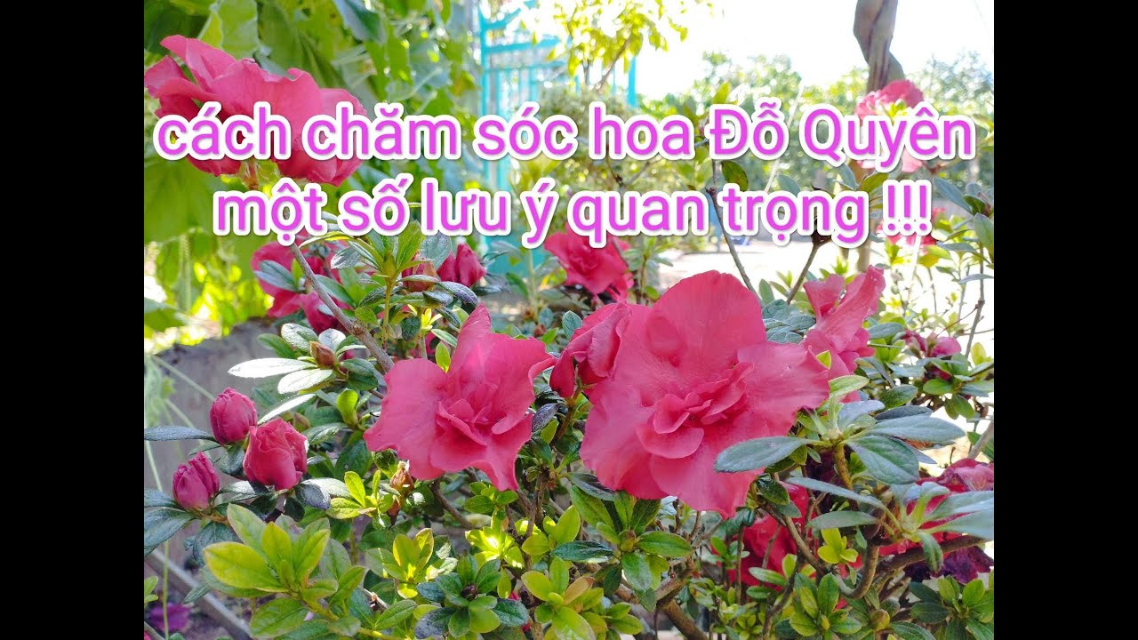 Cách chăm sóc hoa đỗ quyên sau tết, một số lưu ý quan trọng !!!