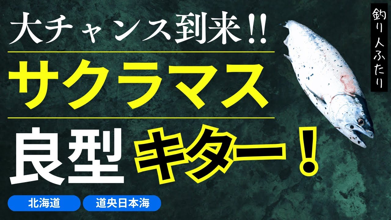 【北海道】【釣り】サクラマスはここにいた‼空いてる場所でリベンジ🤗＃サクラマス＃ルアーフィッシング＃北海道