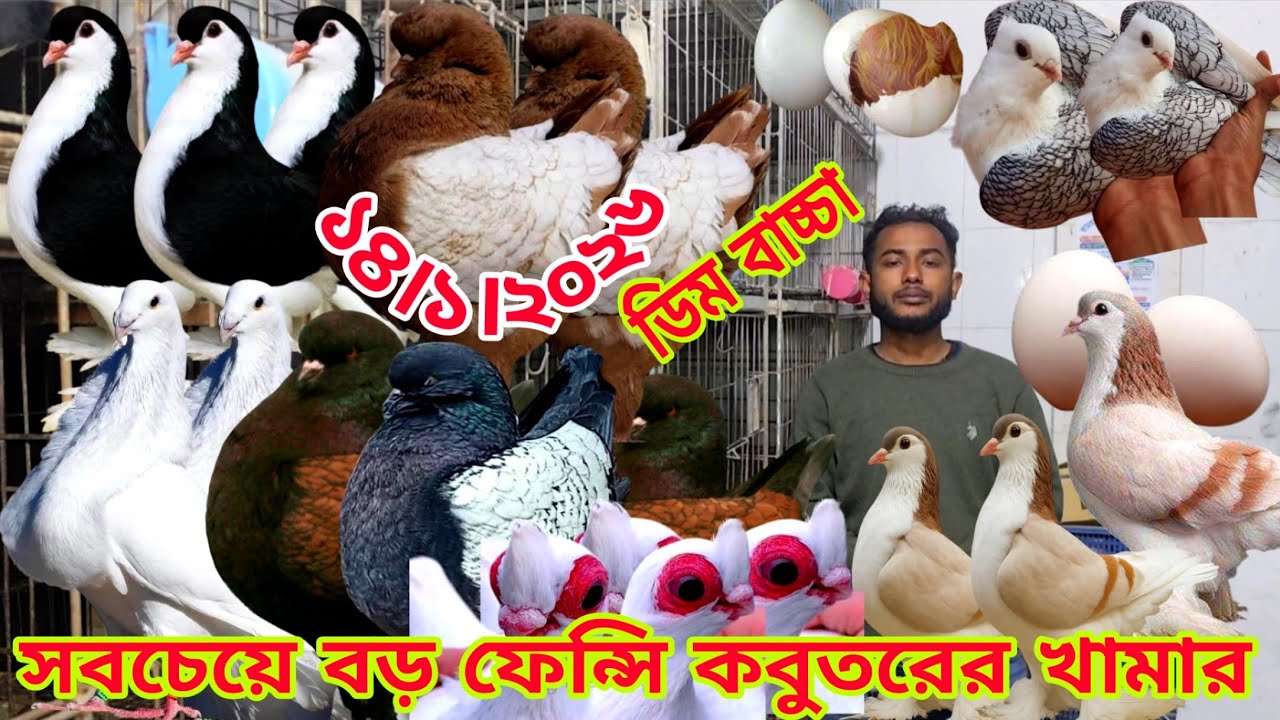 কালো লাহুরী কবুতরের দাম।। কিং কবুতরের দাম জানুন।। সবচেয়ে কম দামে কবুতর কিনুন। সজীব ভাই