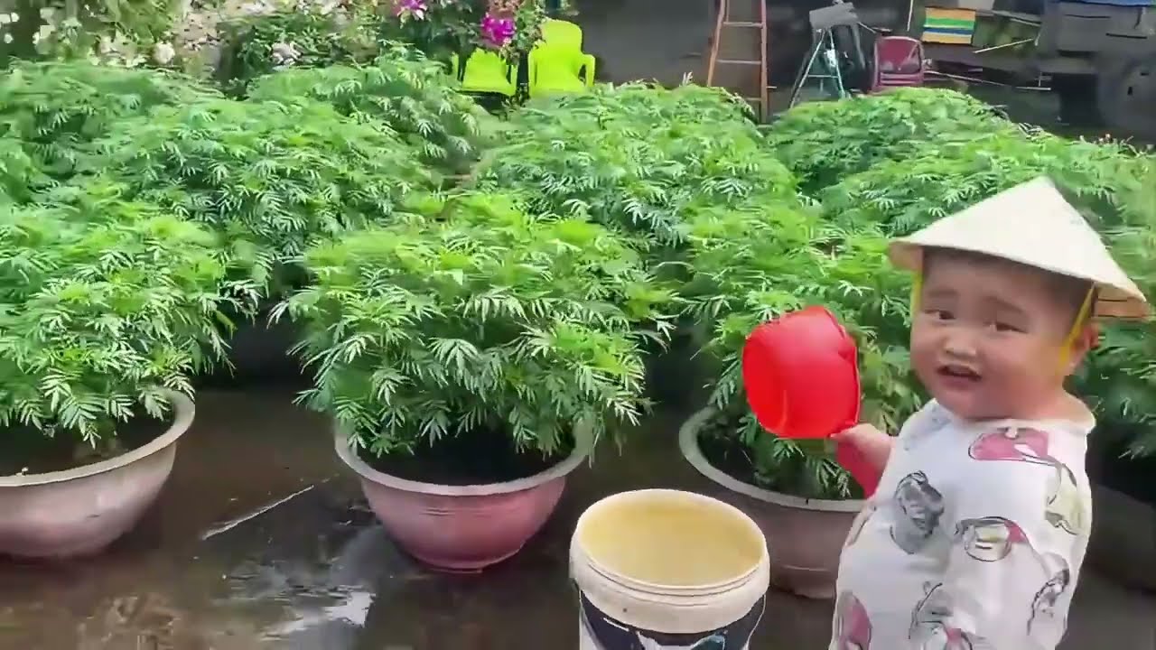 Cu Phin tưới tỉa chăm cây hoa tết cho mẹ Quỳnh Quỳnh bán kiếm tiền mua sữa