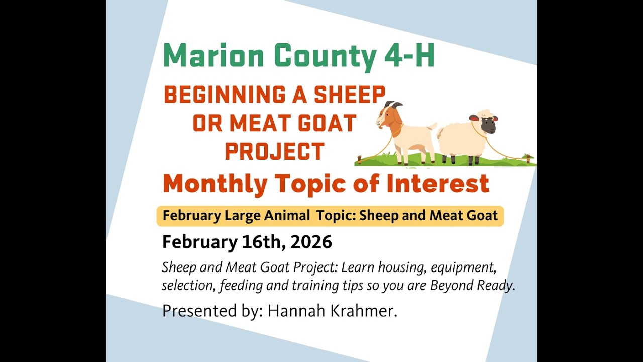Beginning A Sheep Or Meat Goat Project.