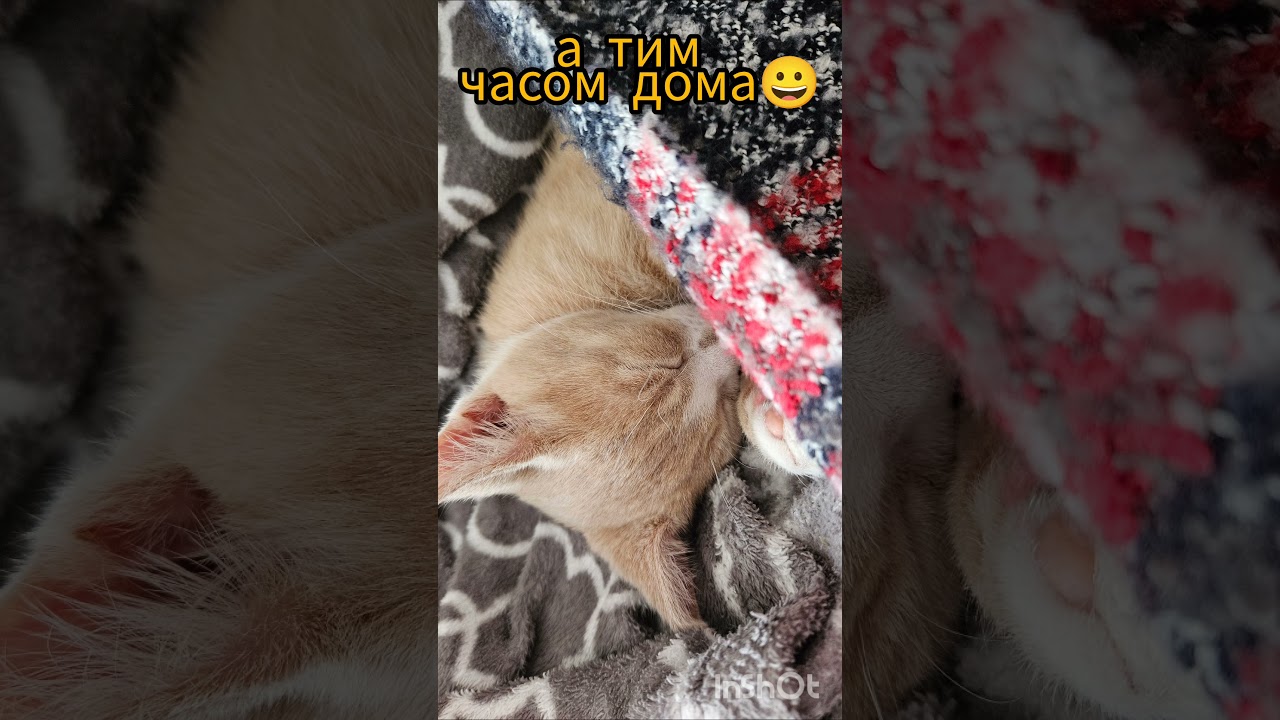 погодка о така #villagelife #familyvlogs #winterincanada #cat #сімʼя #kitten