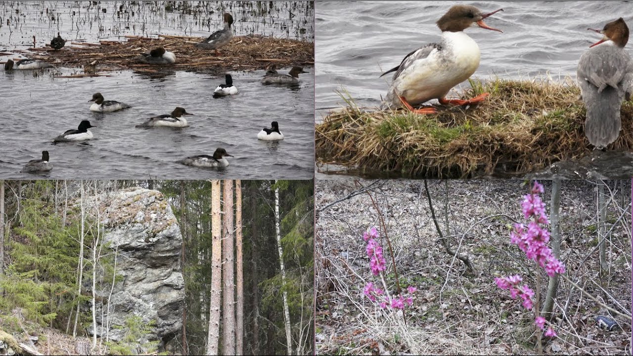 Kevät 17 -  22 Lintujen Tunnistus