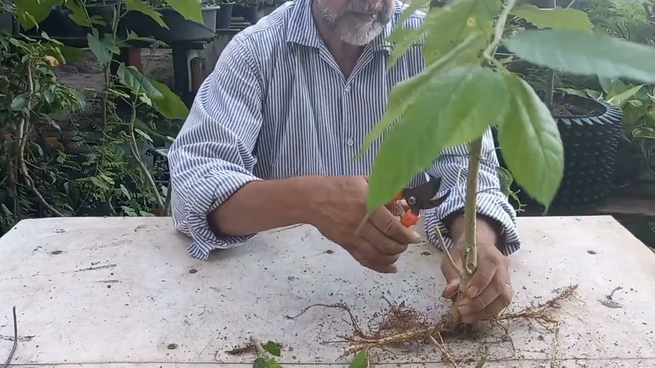 COMO FAZER BONSAI A PARTIR DE UMA MUDA DE AMOREIRA COLETADA POR MATIDORI