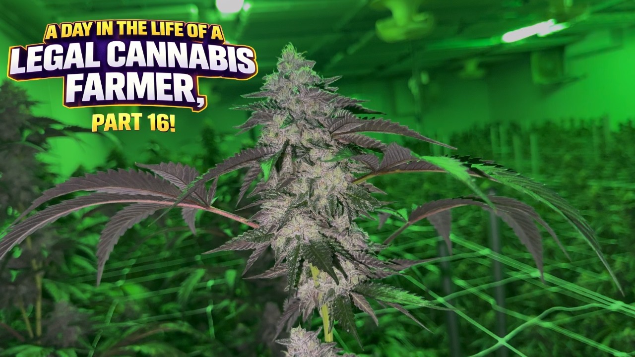 A day in the life of a Legal Cannabis Farmer, Part 16!