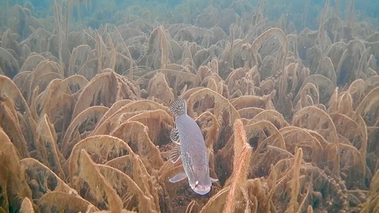 Ice Fishing with an Underwater Camera! - BIG Pike on an Panfish Setup!