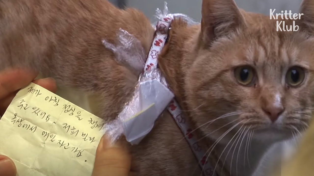 Кошка доставляет сообщения из магазина в магазин, но исчезает ночью (часть 1) | Криттер Клуб