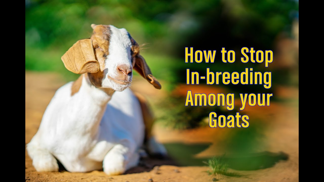 How to stop in breeding among your goats