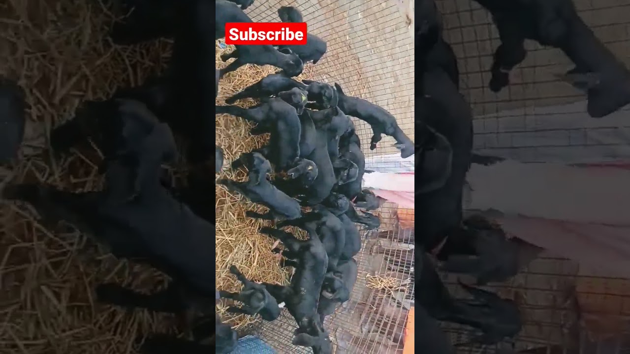 மேச்சேரி ஆட்டு சந்தை ll  புதன் ll சேலம்ll Salem ll #Mecheri Goat Market#goat #mecheri #ஆடு