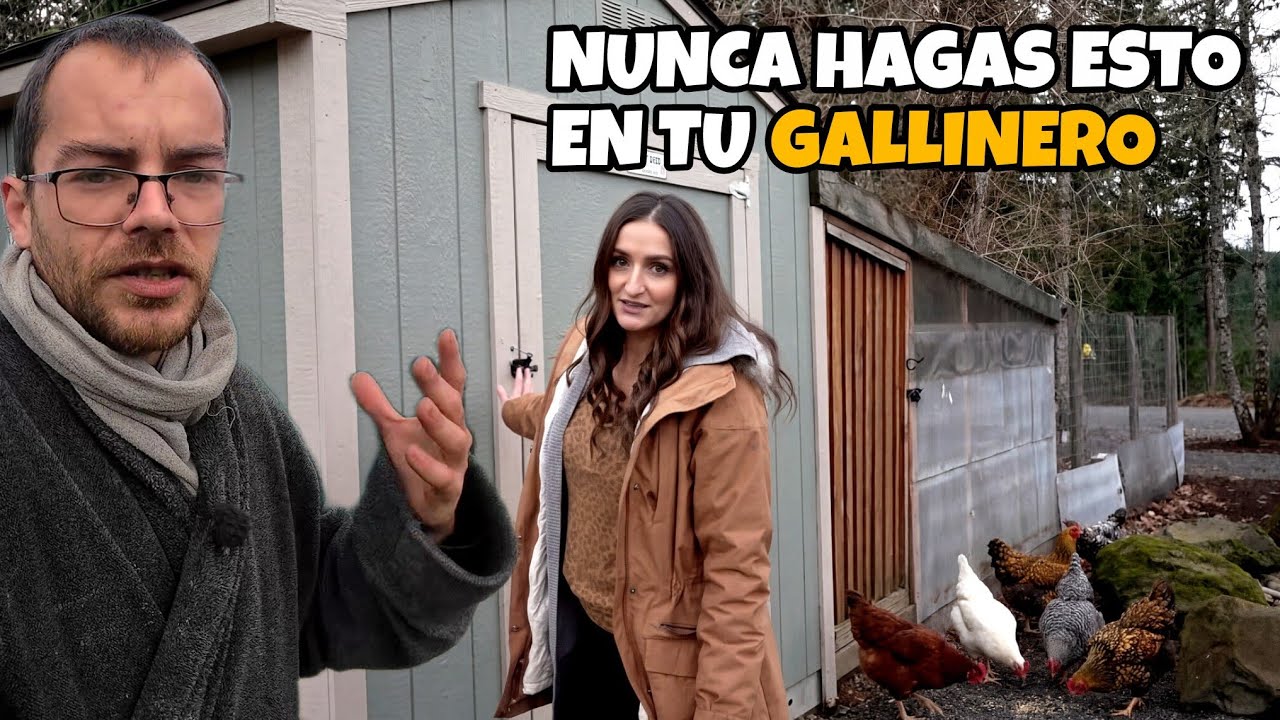 Estos ERRORES en tu gallinero pueden arruinar a tus gallinas y su puesta de huevos.