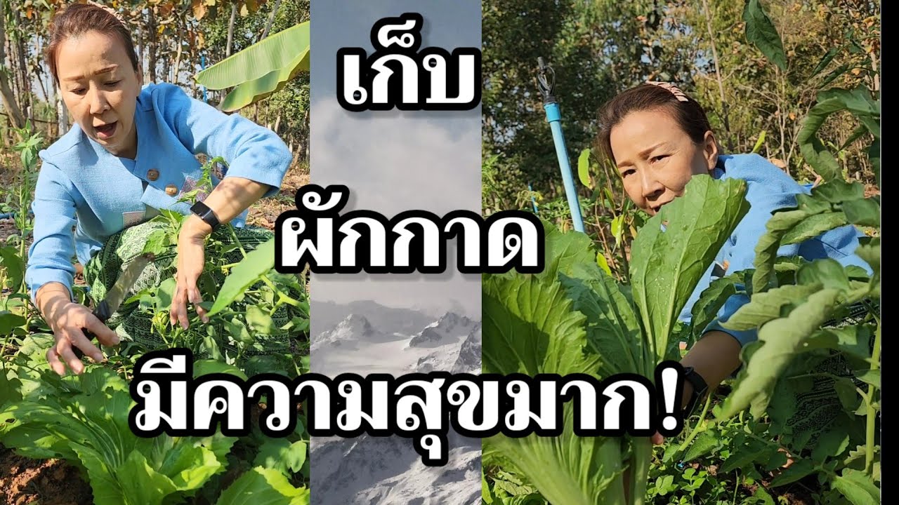 เก็บผักกาด สนุกมาก!!