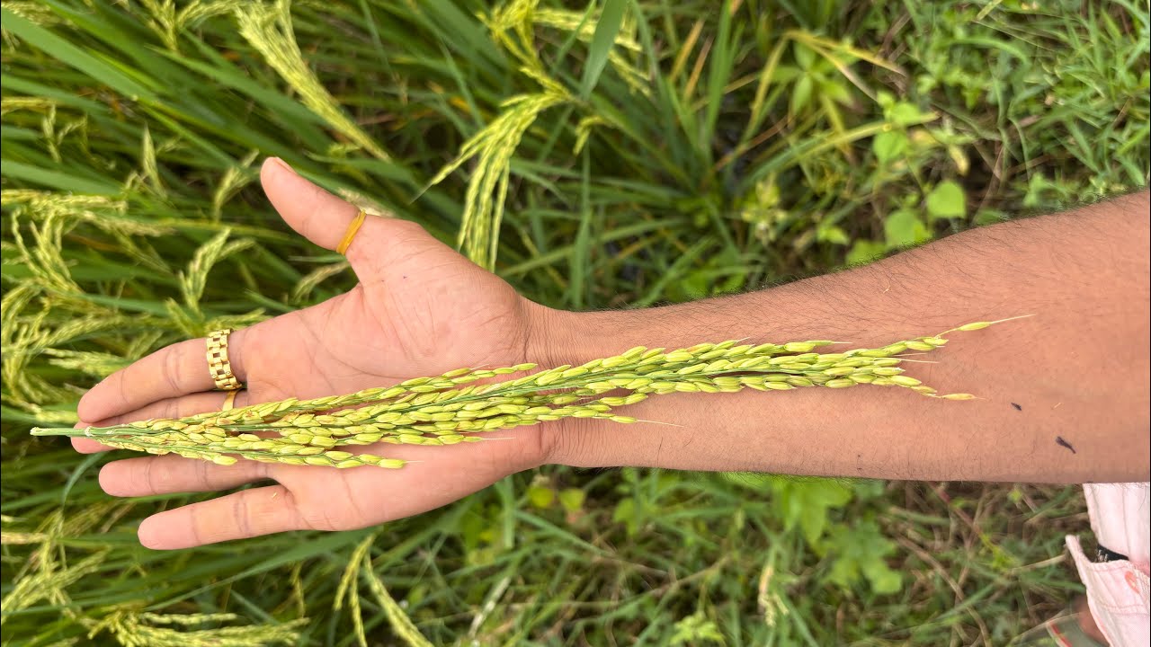 हाइब्रिड धानों में उत्पादन का बेजोड़ बादशा पायोनियर 28p66 #hybrid#paddy#agriculture#kisan 