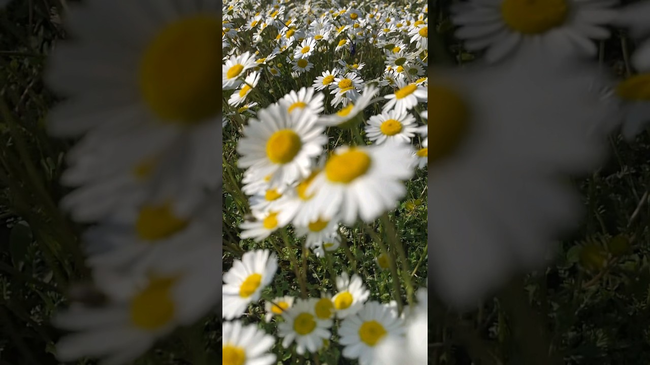 papatya #sevenleregelsin #doğamanzarası #kesfet #m&uuml;zik #remix #şarkı #haveitoldyoulatelythatiloveyou