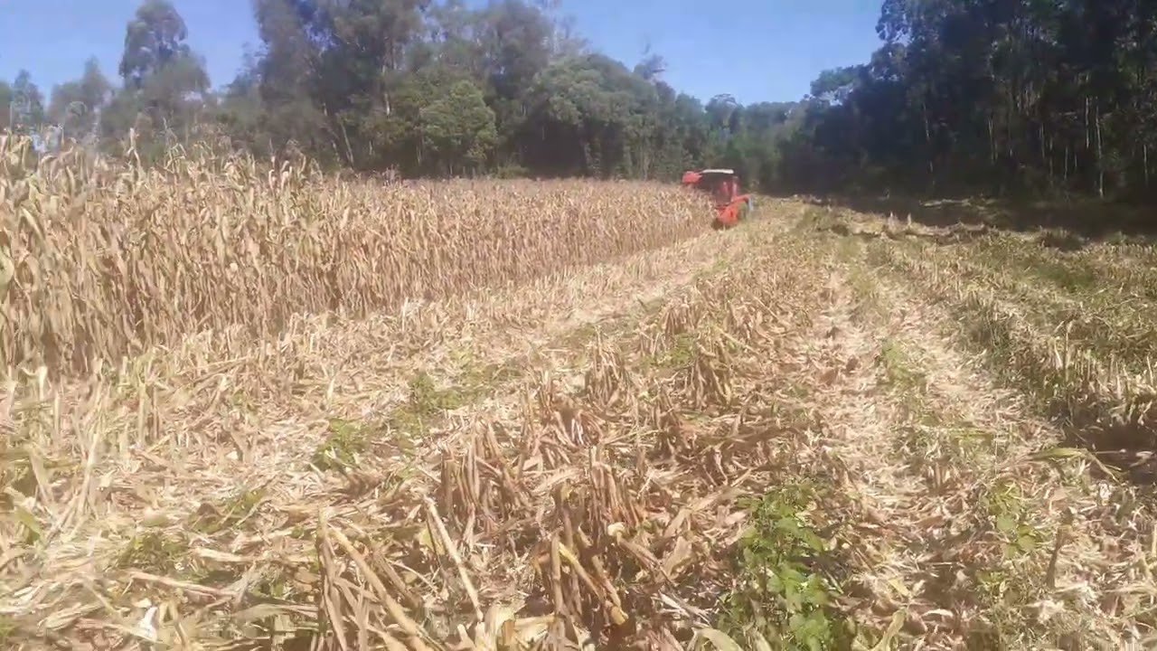 o agro não para 3640 colhendo milho