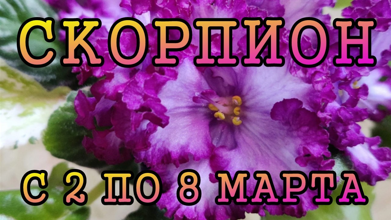СКОРПИОН таро прогноз на неделю с 2 по 8 МАРТА 2026 год