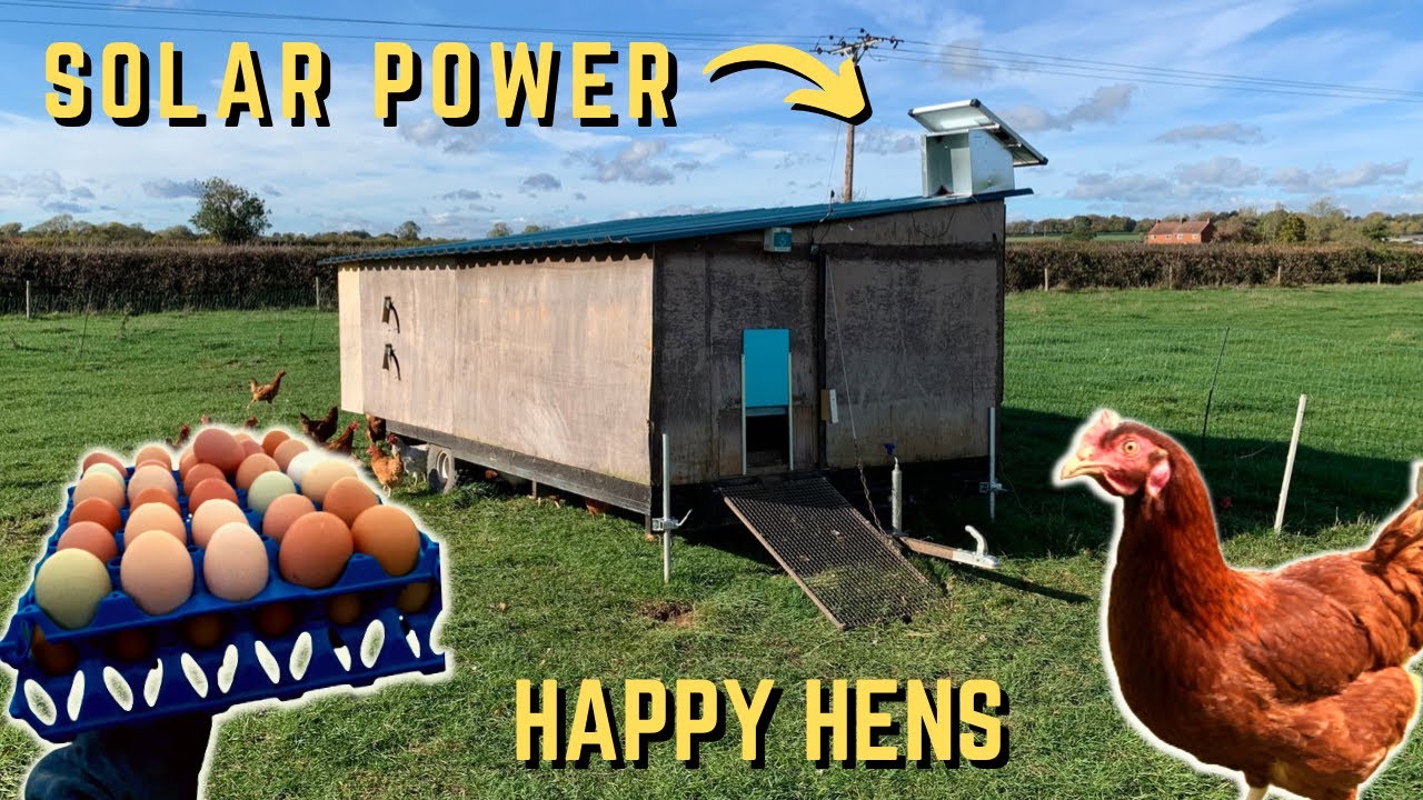 PASTURE RAISED EGGS ON FARM | THE PERFECT WAY TO START FARMING?