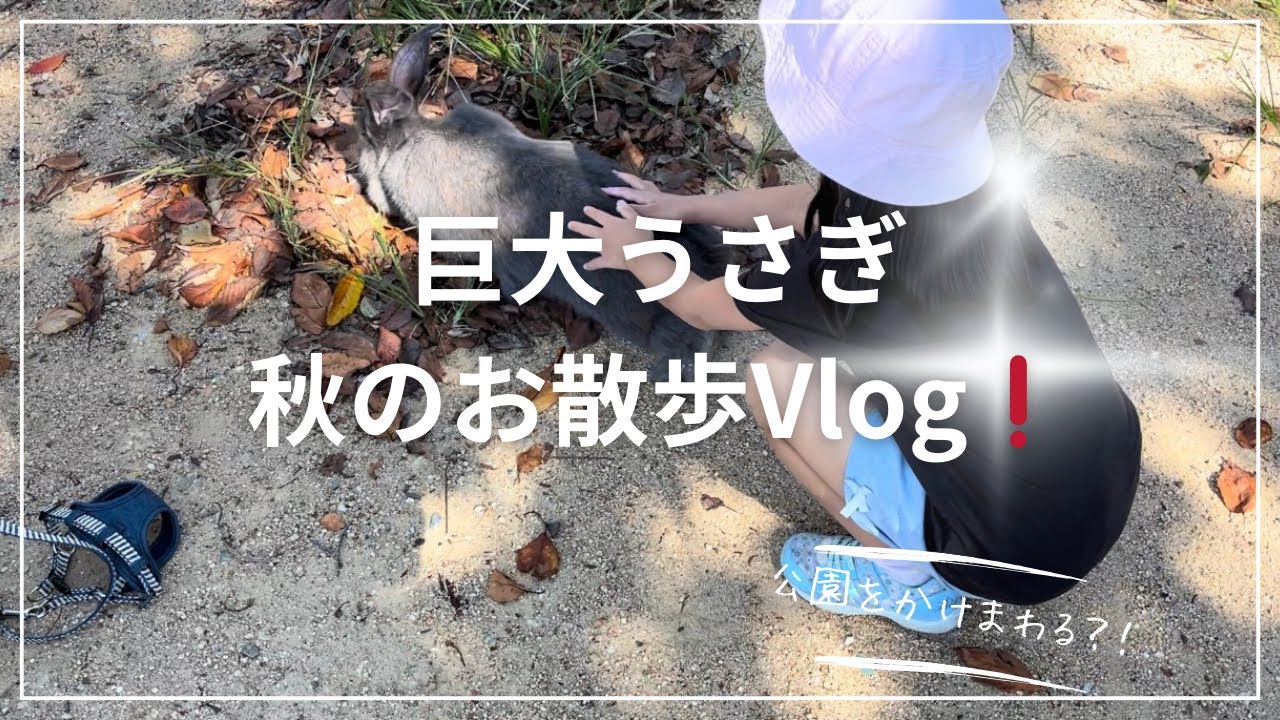 巨大うさぎ(フレミッシュジャイアント)と秋のお散歩Vlog🍁！公園で自由に遊ばせてみるとどうなる？！