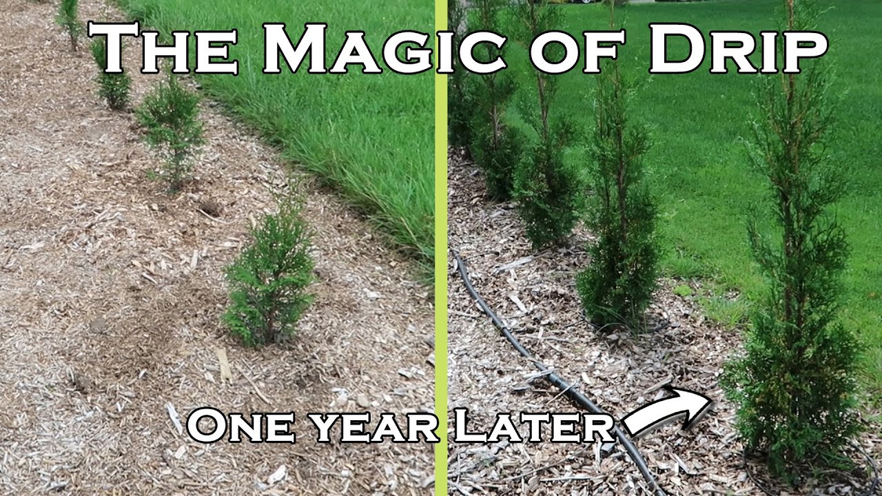 DIY - Installing Drip Irrigation in Two Perennial Borders