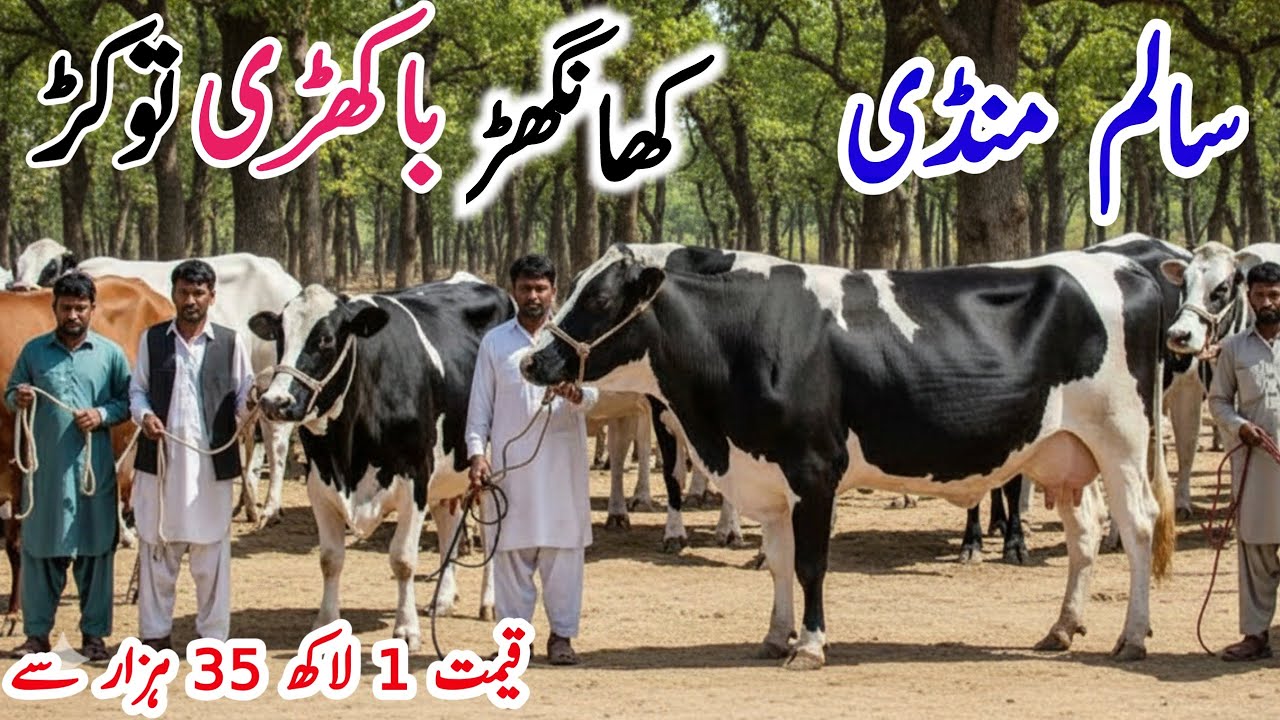 Salam Mandi Fresh Rate 2025 | Khanghar Friesian & Jersey Cows | High Milk Imported Cows Update 🐄🔥