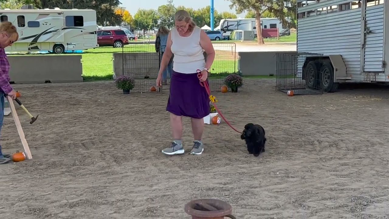 Jilly Farm Dog Certified Test