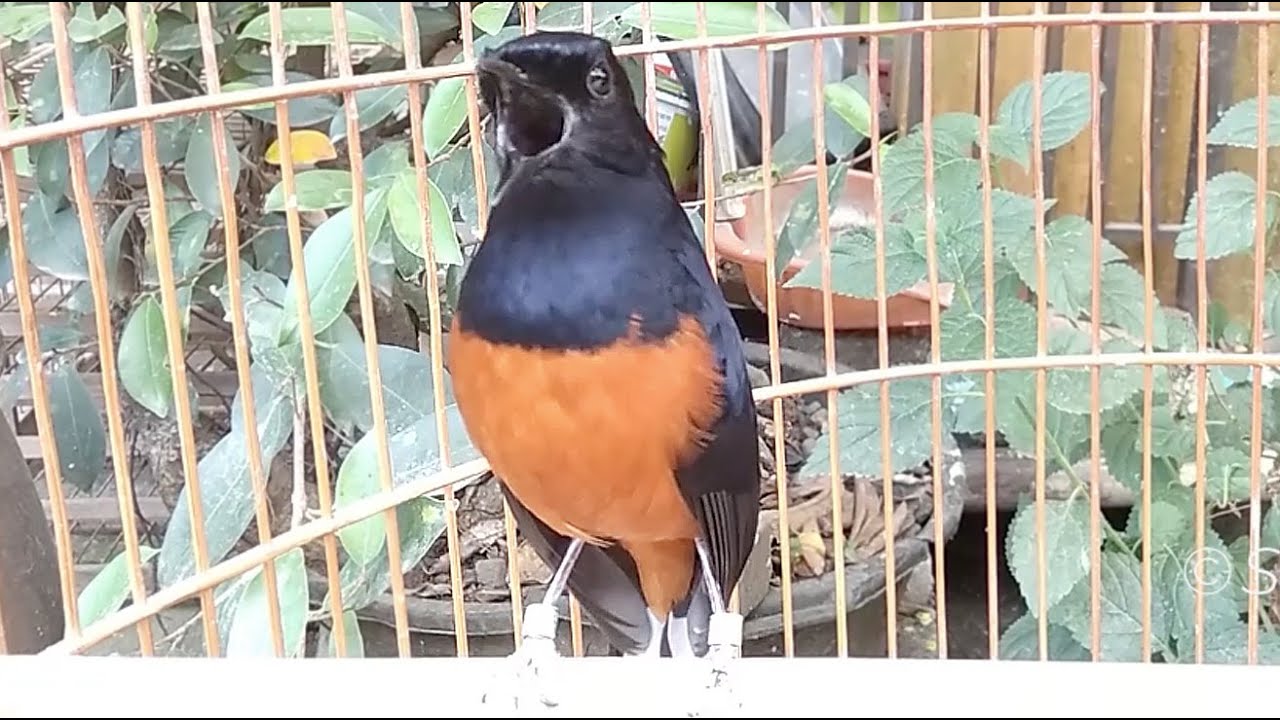 Amazing White rumped Shama Bird Song Singing And Chirping #SwallowBird