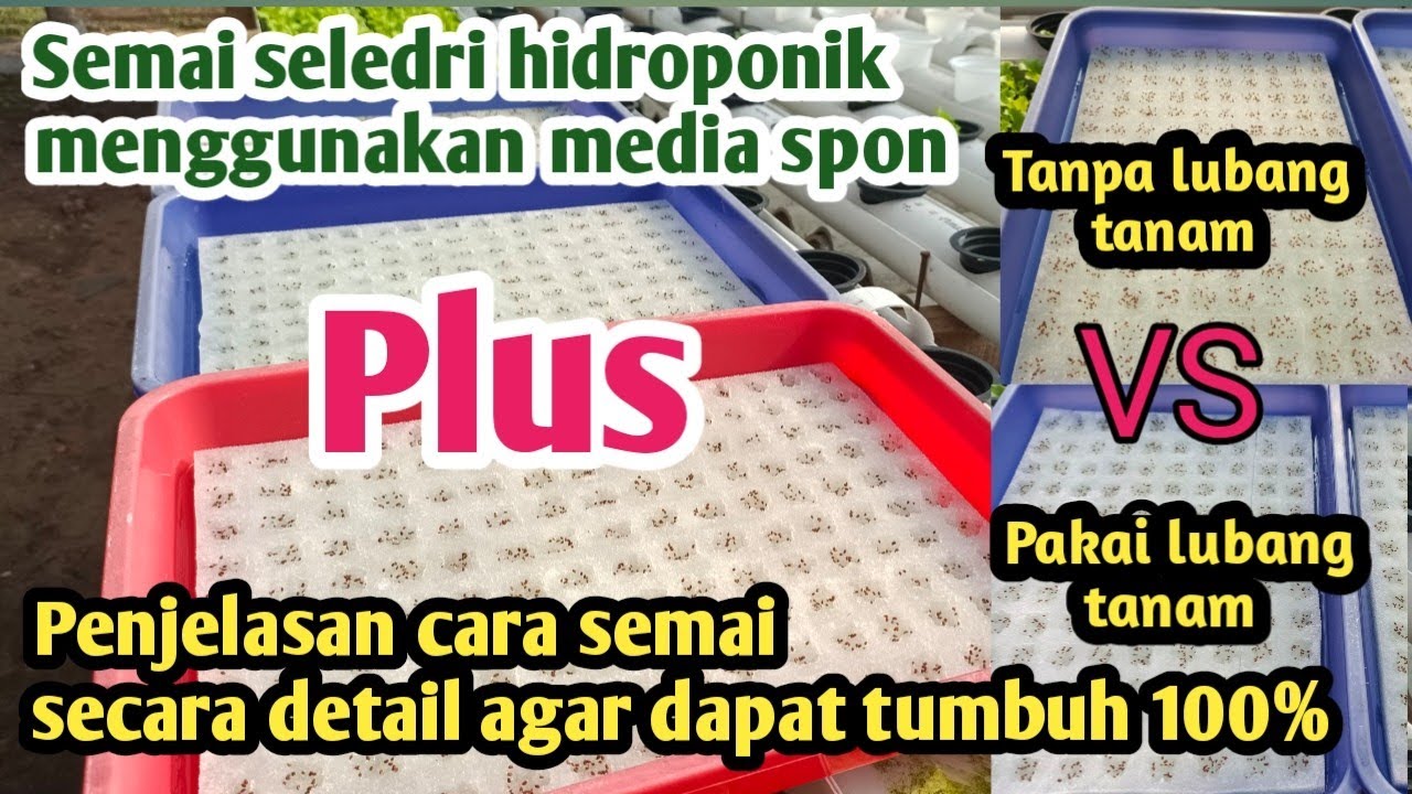 Semai seledri hidroponik media tanam spon tanpa lubang vs pakai lubang tumbuh 100%@ANUR_hidroponik