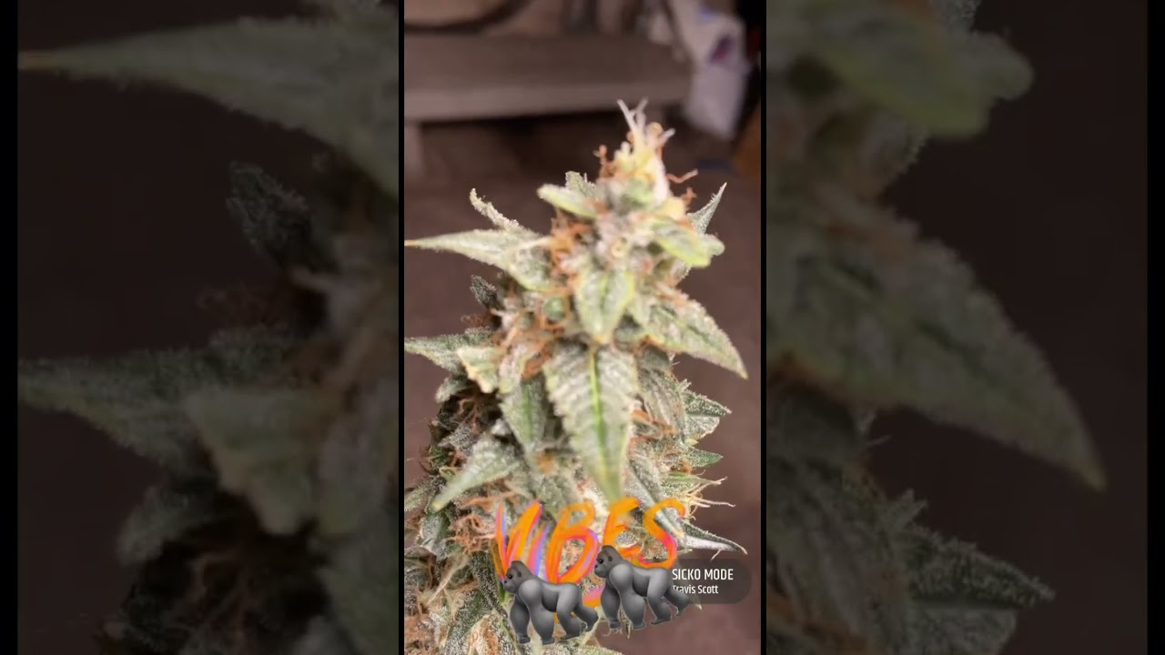 Critical + 2.0 autoflower