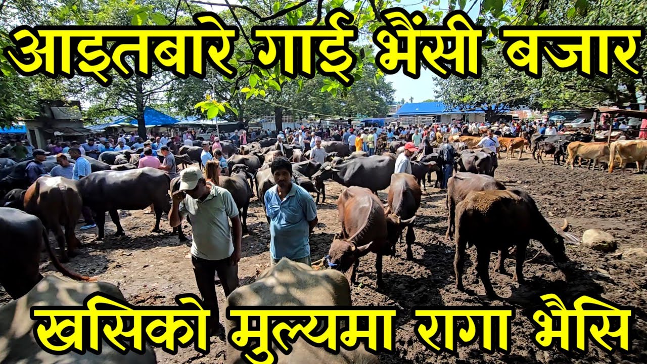 खसिको मुल्यमा रागा भैंसी पाउने नेपालकै सस्तो आइतबारे पशु हाट  village animal market