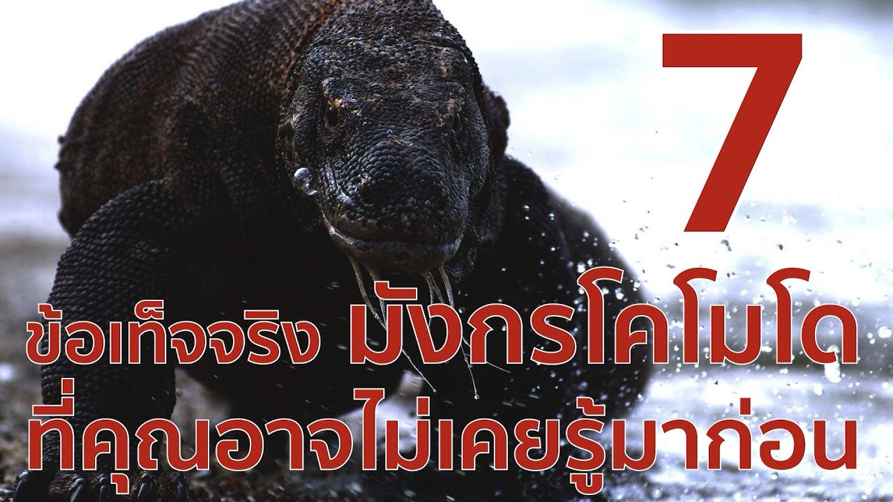 7 ข้อเท็จจริงที่น่าสนใจเกี่ยวกับมังกรโคโมโด ที่คุณอาจไม่เคยรู้มาก่อน
