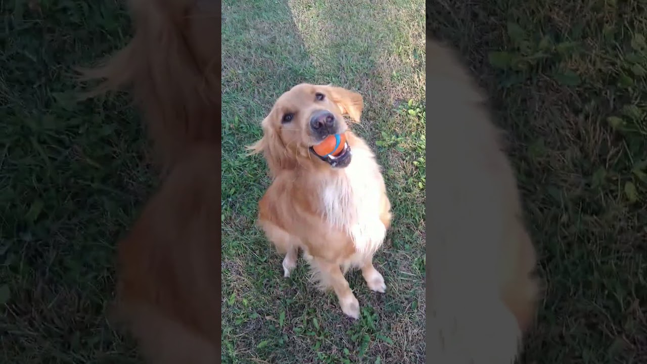 precious golden willow💖🐕#goldenretriever