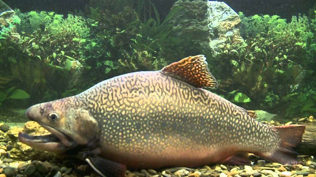 Gaden Trout Hatchery