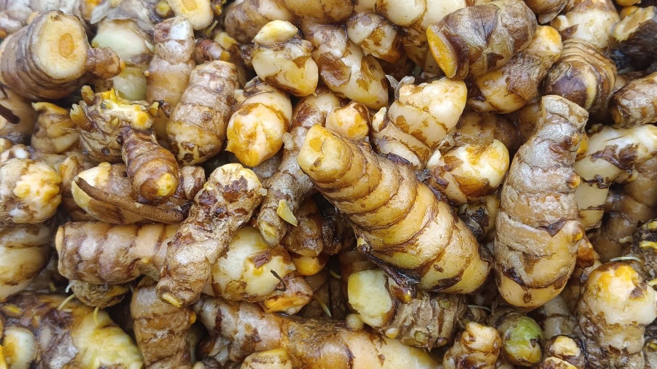 Turmeric harvest/gardening/happy gardening 